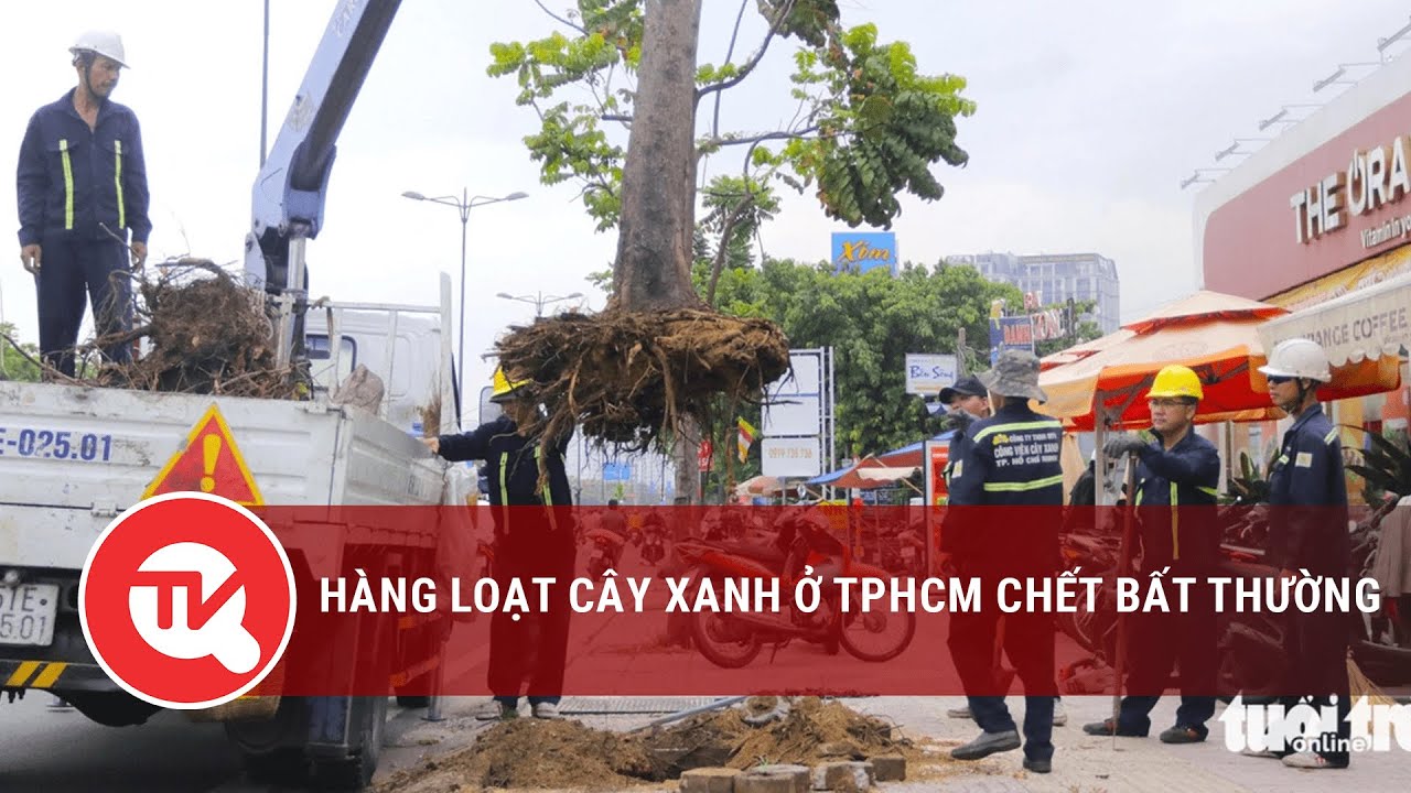 Hàng loạt cây xanh ở TPHCM chết bất thường | Truyền hình Quốc hội Việt Nam