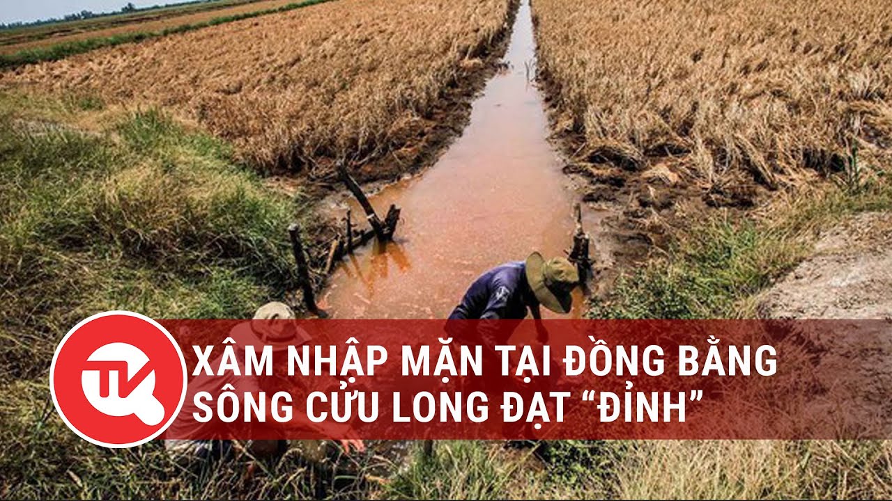 Xâm nhập mặn tại đồng bằng Sông Cửu Long đạt “đỉnh” | Truyền hình Quốc hội Việt Nam