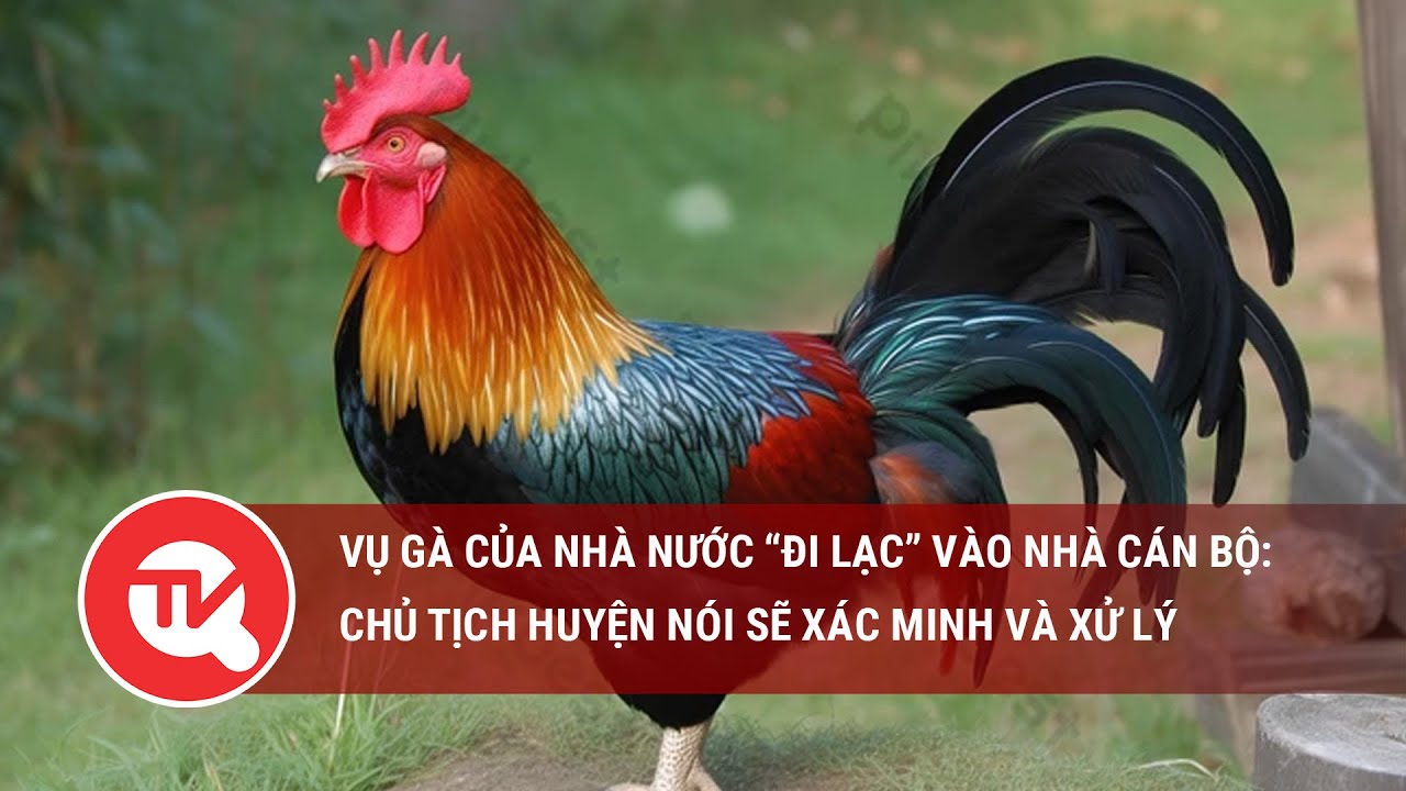 Vụ gà của Nhà nước “đi lạc” vào nhà cán bộ: Chủ tịch huyện nói sẽ xác minh và xử lý