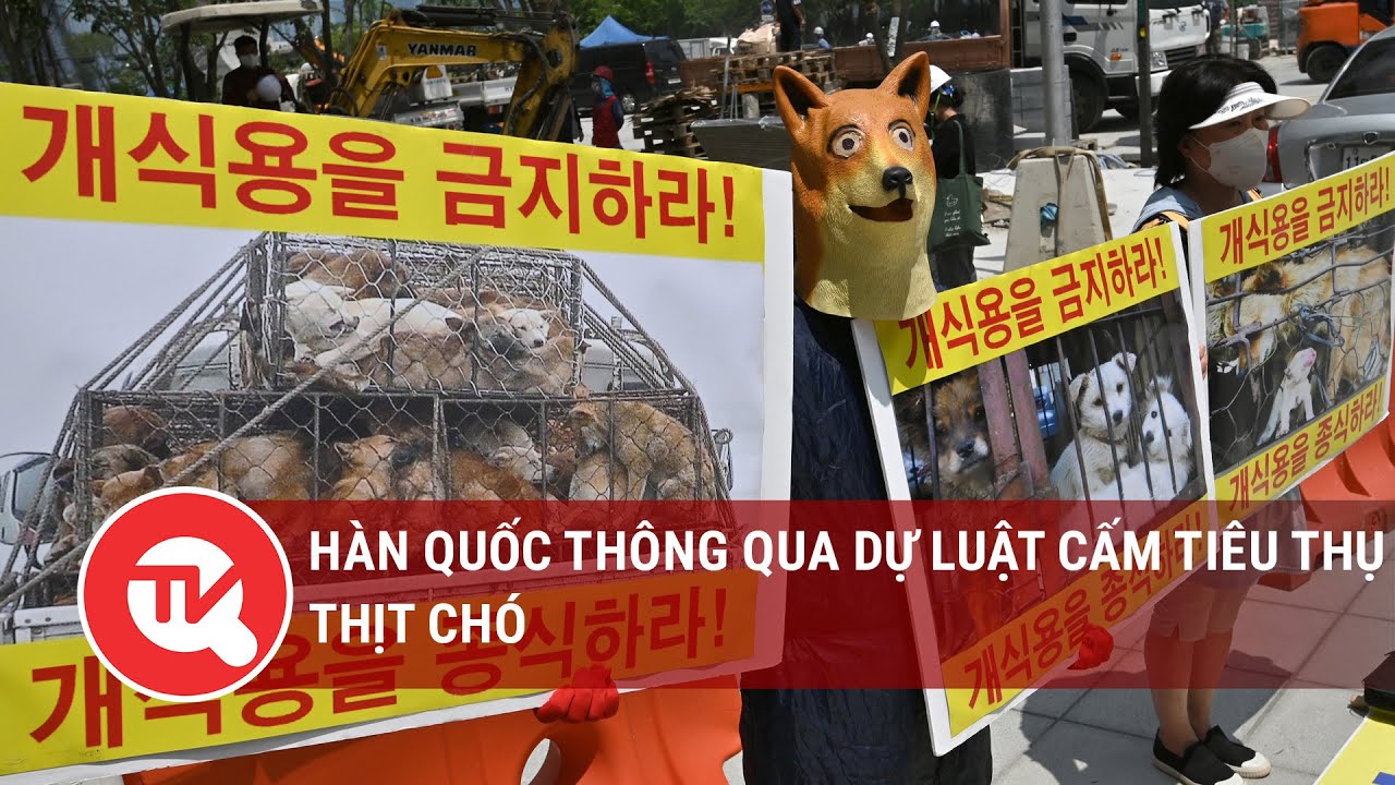 Hàn Quốc thông qua dự luật cấm tiêu thụ thịt chó | Truyền hình Quốc hội Việt Nam