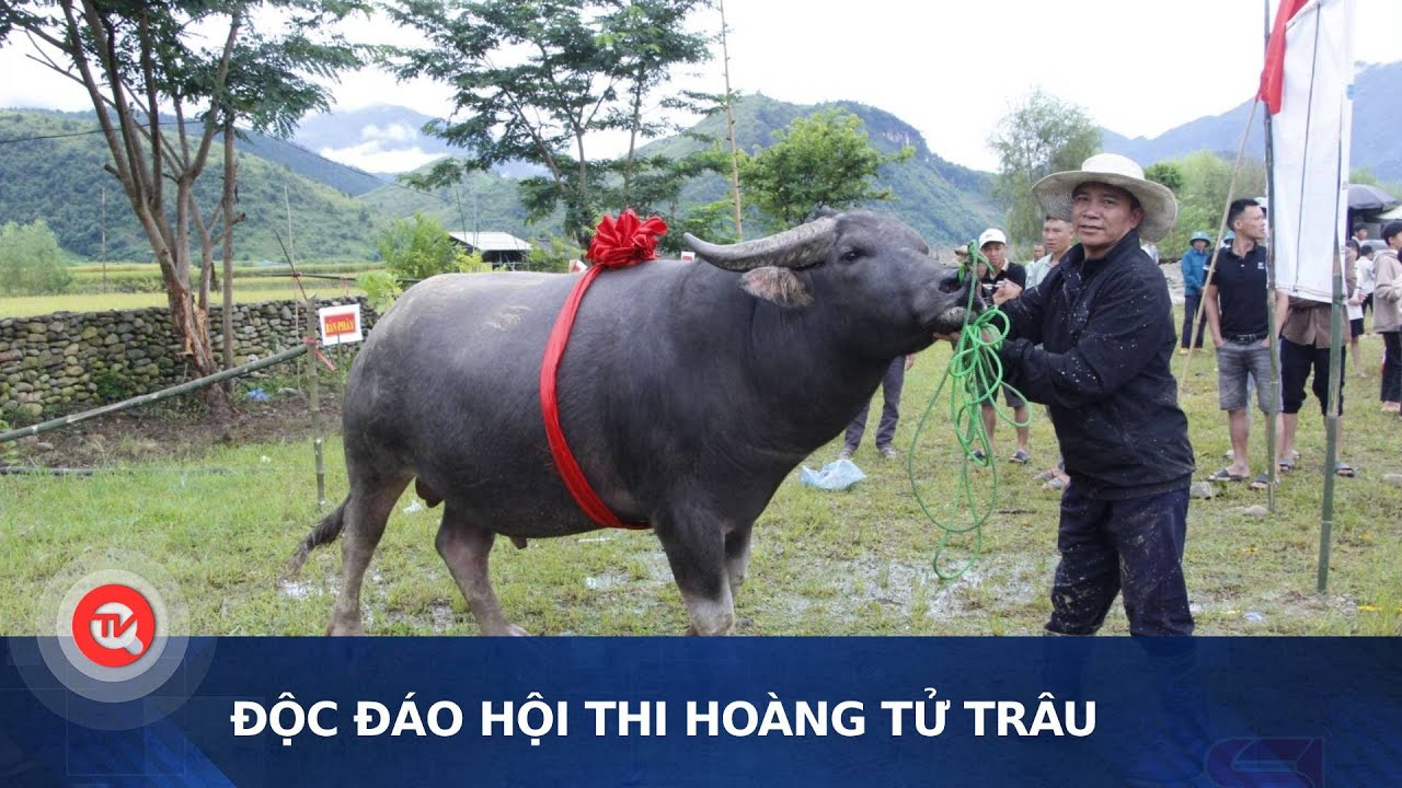 Độc đáo hội thi Hoàng tử trâu | Truyền hình Quốc hội Việt Nam