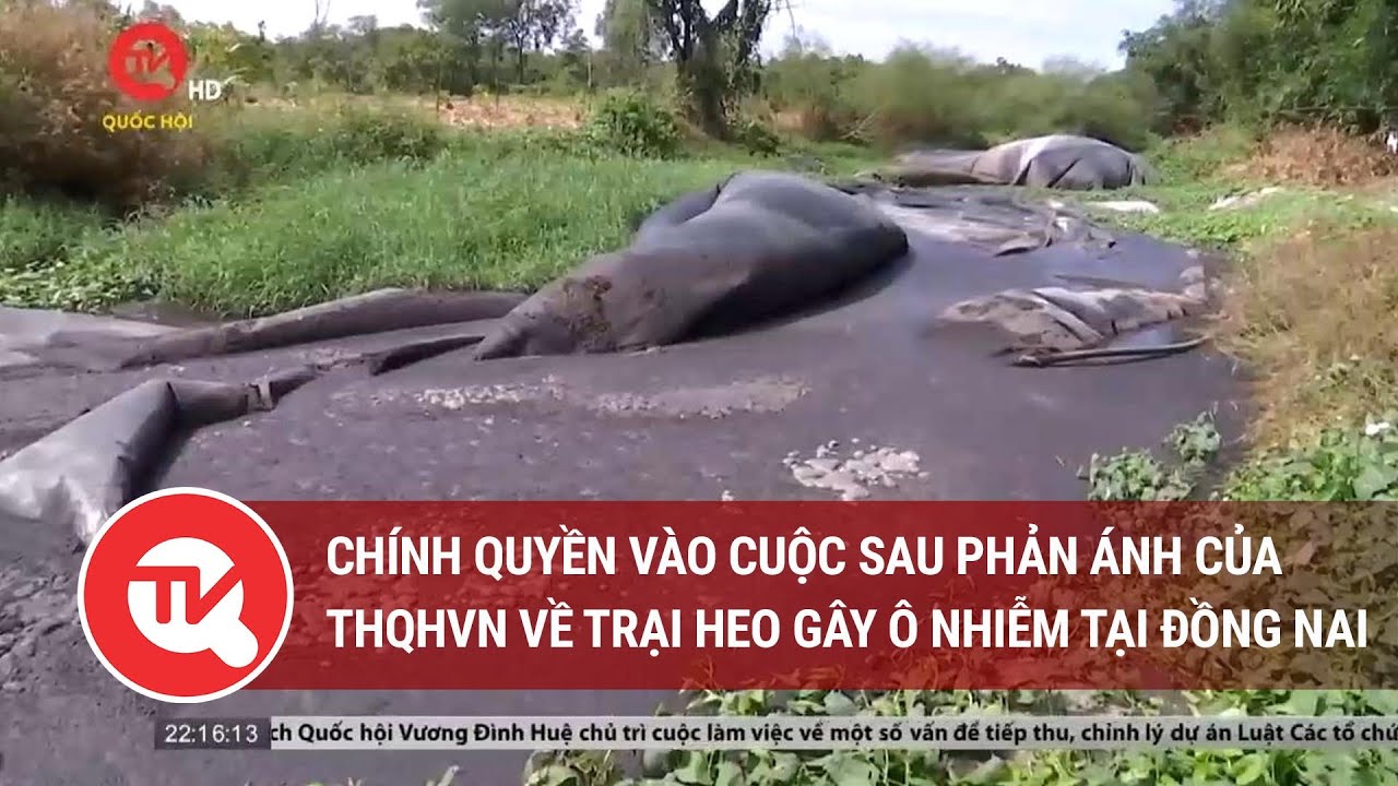 Chính quyền vào cuộc sau phản ánh của THQHVN về trại heo gây ô nhiễm tại Đồng Nai