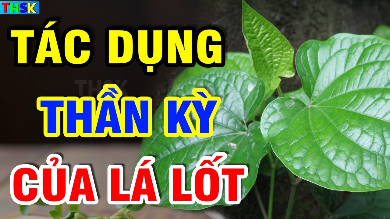 BS Tiết Lộ LÁ LỐT Nấu Cùng Thứ Này DIỆT U.NG TH.Ư, Tốt Cho G.AN TH.ẬN, Càng Ăn Càng SỐNG THỌ?| THSK