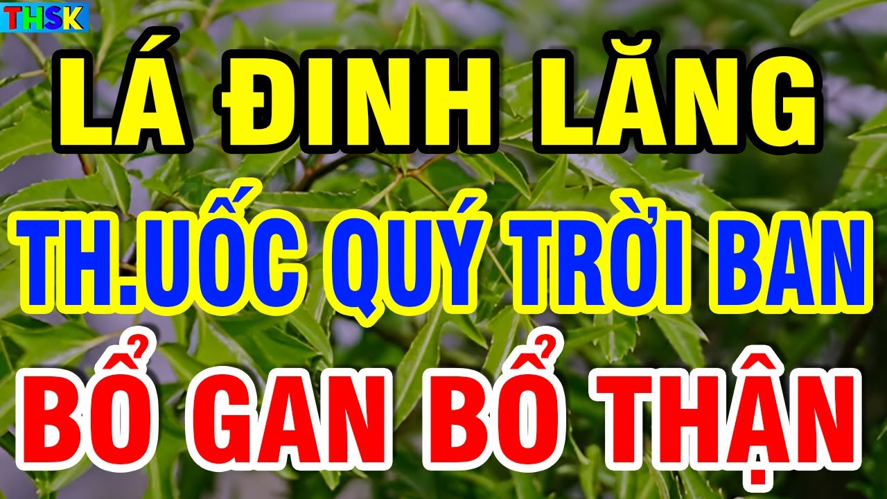 LÁ ĐINH LĂNG   Thần Dực Trời Ban, BỔ G AN BỔ TH ẬN, Dùng Theo Cách Này Sẽ S ỐNG RẤT THỌ