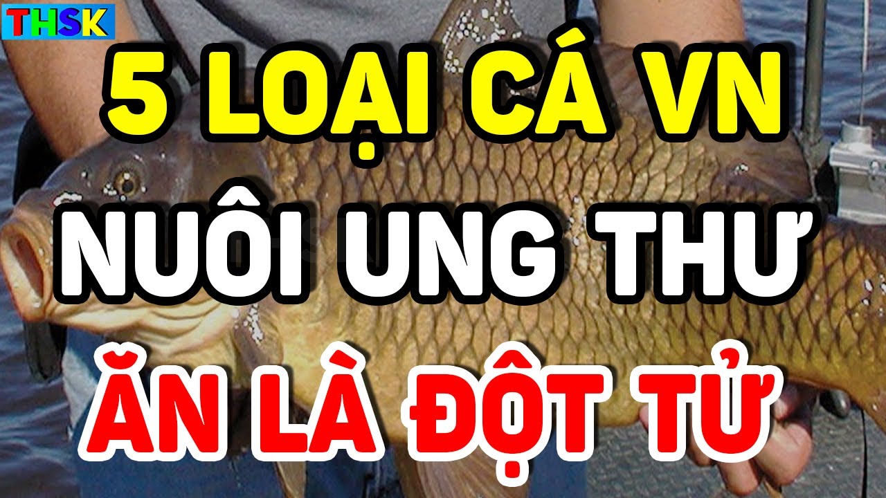 Cảnh Báo 5 Loại CÁ VN Cực Đ.ộc,  Càng Ăn Càng Sinh B.ệnh Thọ Non| THSK