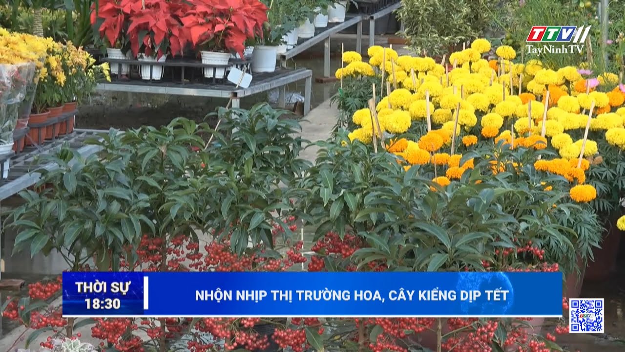 Nhộn nhịp thị trường hoa, cây kiểng dịp Tết | TayNinhTV