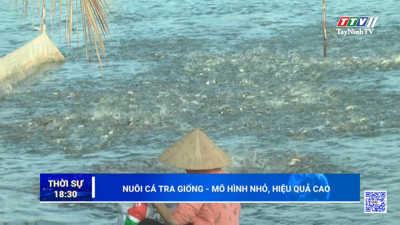 Nuôi cá tra giống - Mô hình nhỏ, hiệu quả cao | TayNinhTV