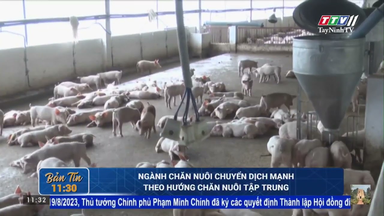 Ngành chăn nuôi chuyển dịch mạnh theo hướng chăn nuôi tập trung | NÓNG VÀ NỔI BẬT | TayNinhTV