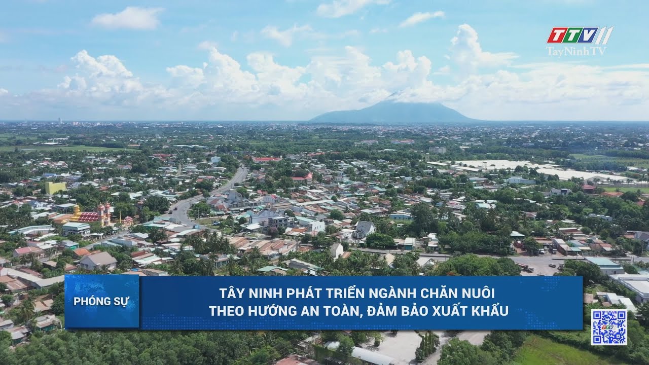 Tây Ninh phát triển ngành chăn nuôi theo hướng an toàn, đảm bảo xuất khẩu | TayNinhTV