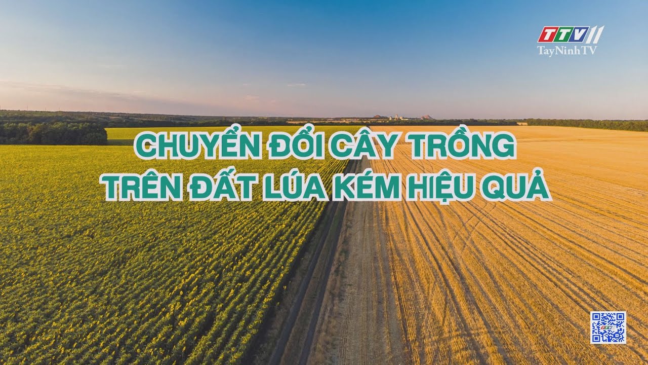 Chuyển đổi cây trồng trên đất lúa kém hiệu quả | Nông nghiệp Tây Ninh | TayNinhTV