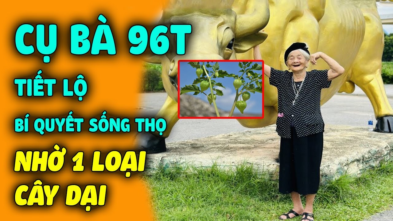 Cụ Bà 96 Tuổi TIẾT LỘ BÍ QUYẾT SỐNG THỌ, Da Hồng Hào Nhờ 1 Loại Cây Dại Đặc Biệt