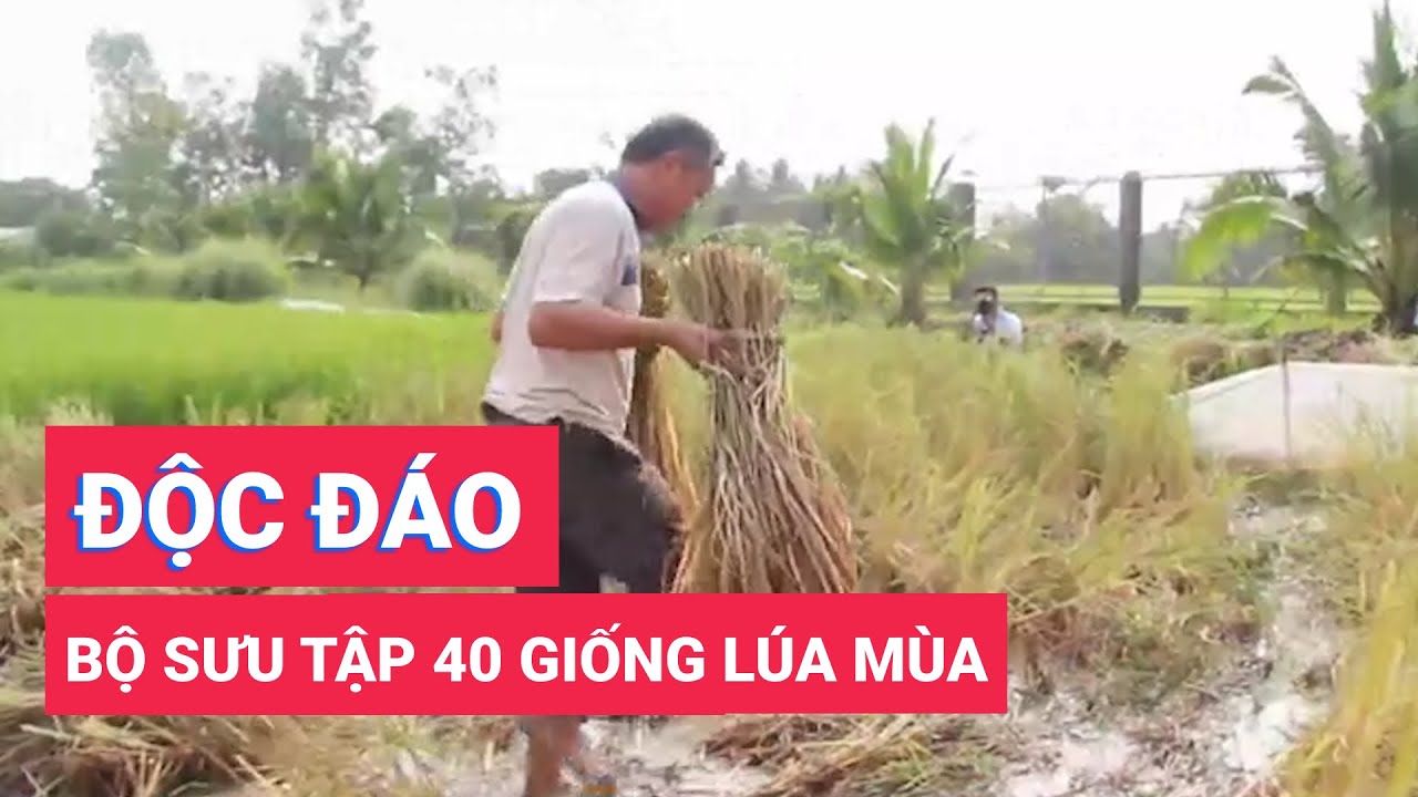 Độc đáo bộ sưu tập 40 giống lúa mùa của lão nông miền Tây