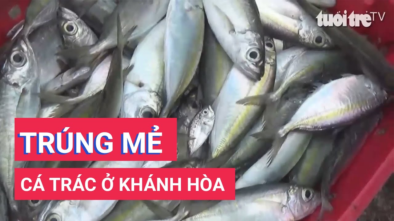 Ngư dân Khánh Hòa trúng đậm cá trác