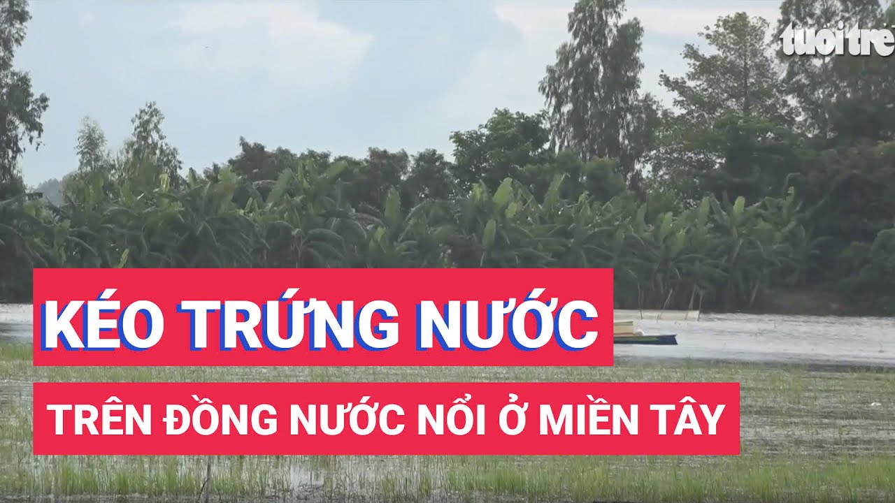 Mùa kéo trứng nước trên đồng nước nổi ở miền Tây