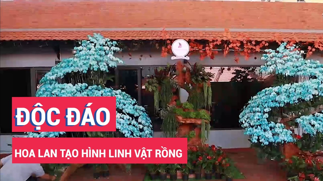 Độc đáo hoa lan tạo hình linh vật Rồng