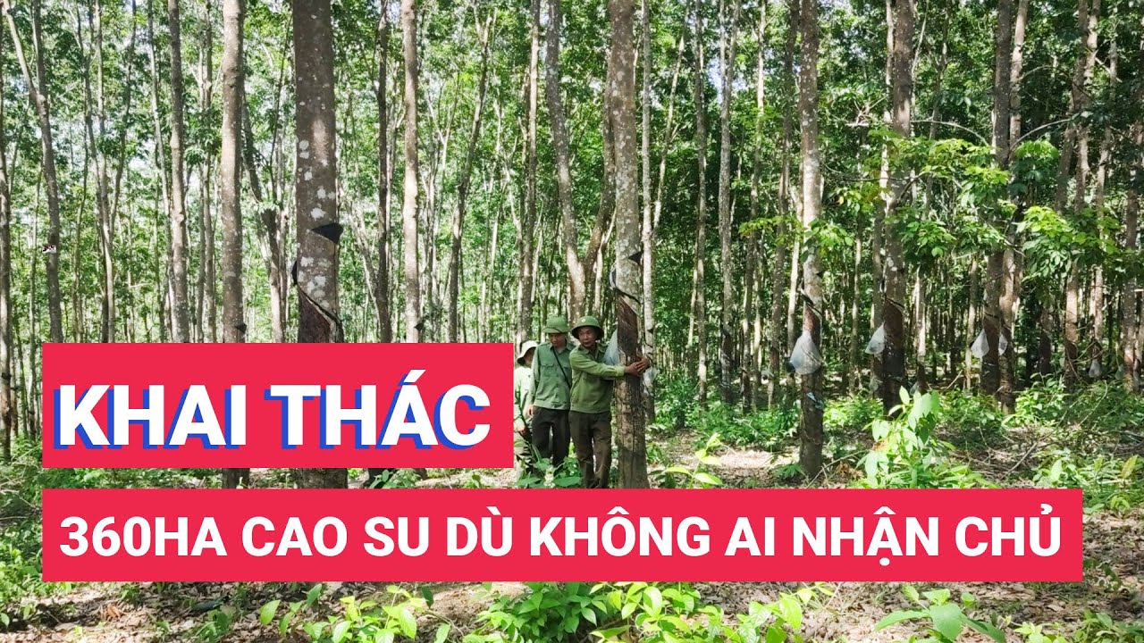 360ha cao su trên đất rừng phòng hộ không ai nhận chủ nhưng mủ vẫn cạo đều đều