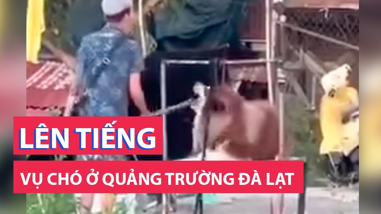 Vụ chó ở quảng trường Đà Lạt bị đánh dã man: Hội Bảo vệ động vật lên tiếng