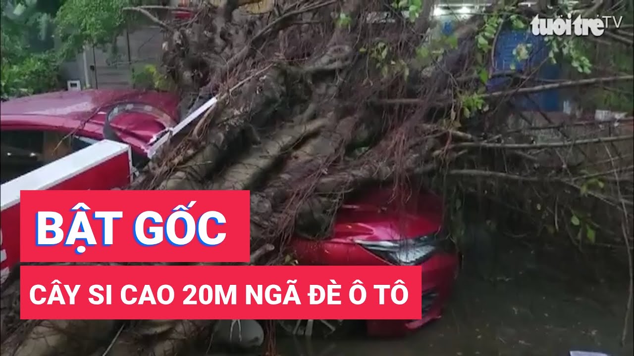 Cây si đường kính khoảng 50cm bật gốc, ngã đè ô tô