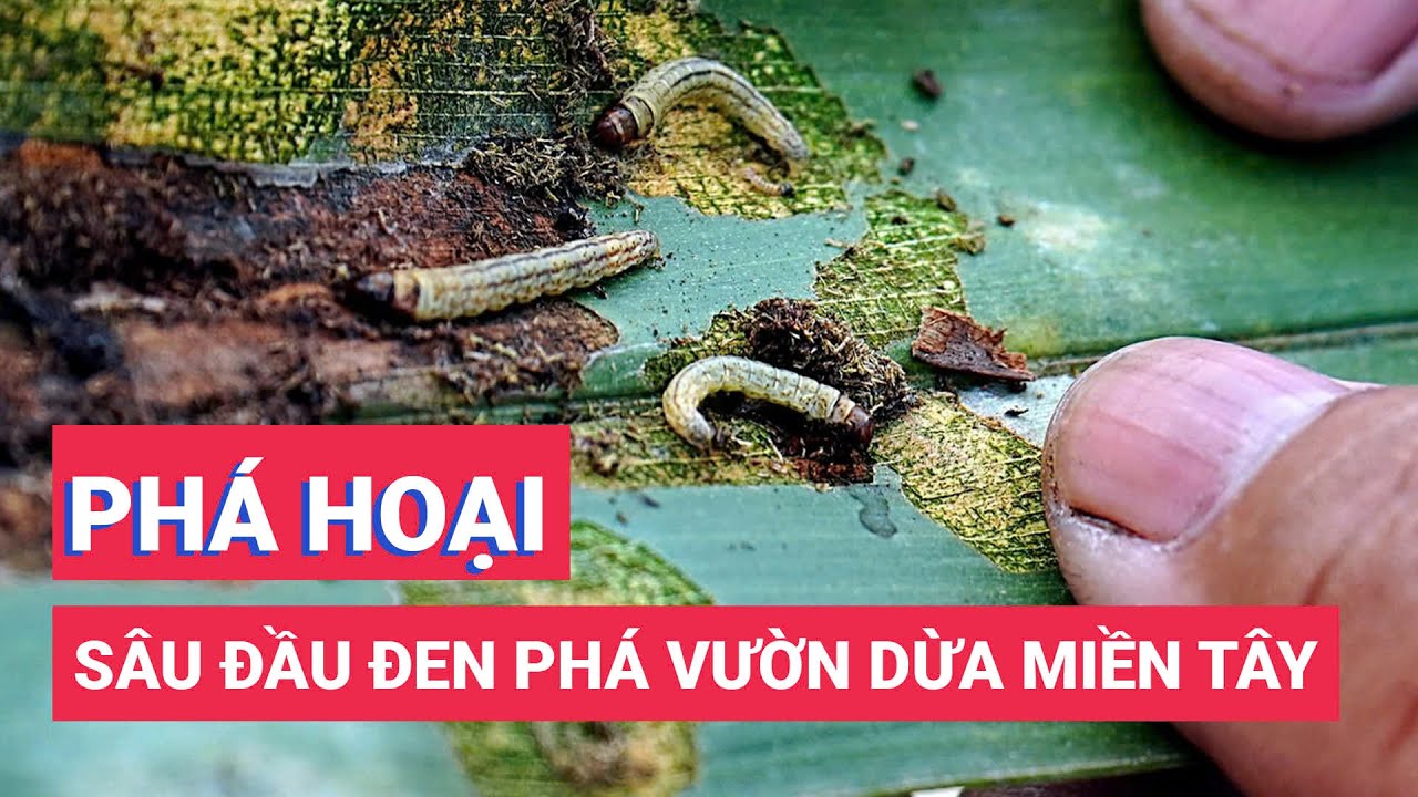 Sâu đầu đen phá hoại vườn dừa miền Tây