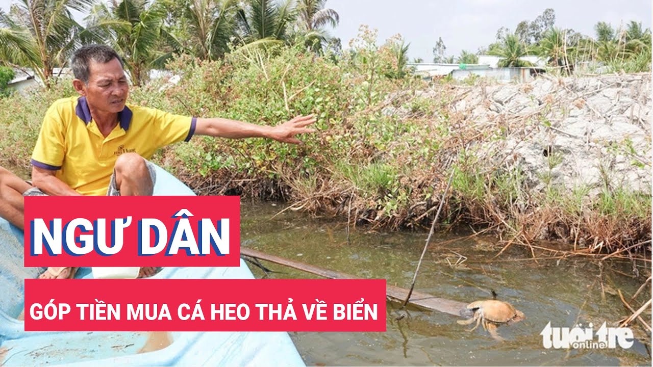 Thấy cá heo sắp bị xẻ thịt, ngư dân góp tiền mua thả về biển