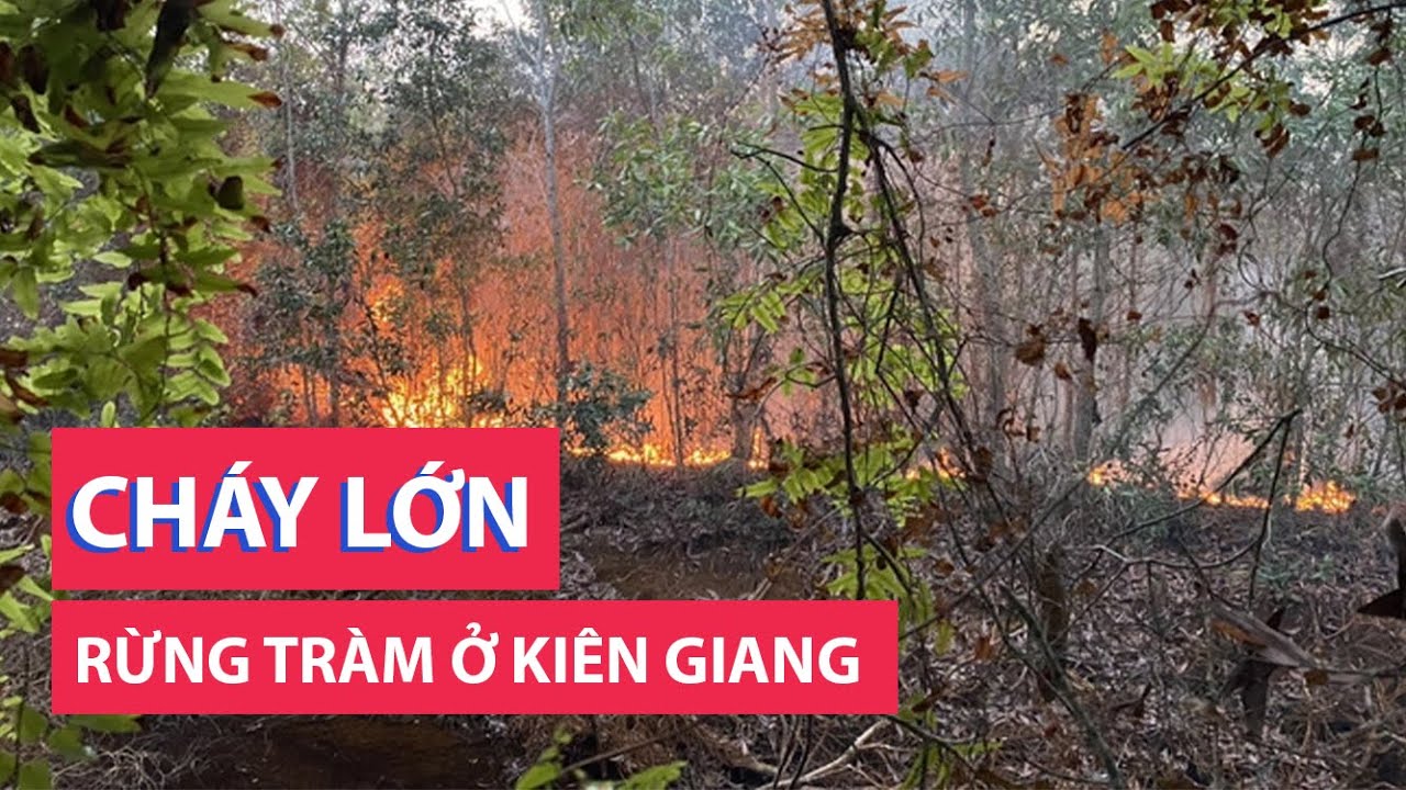 Cháy lớn rừng tràm ở Giang Thành, Kiên Giang