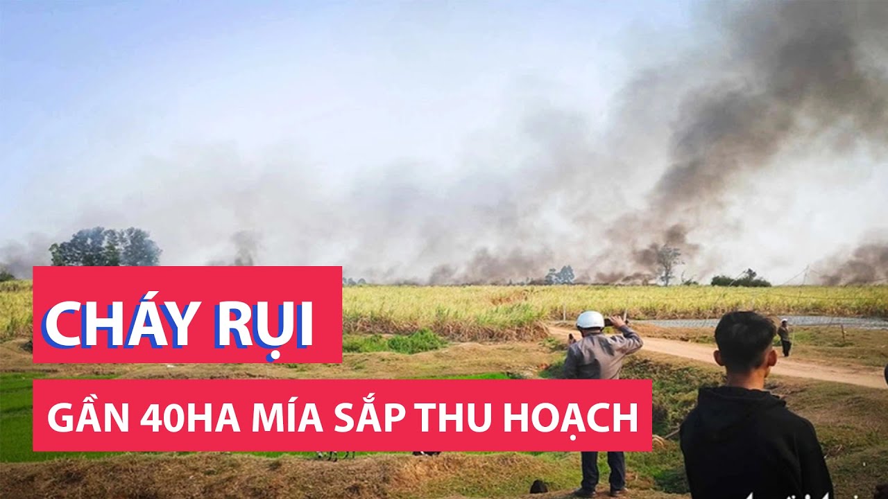 Gần 40ha mía sắp thu hoạch bị cháy rụi, khẩn trương giúp dân