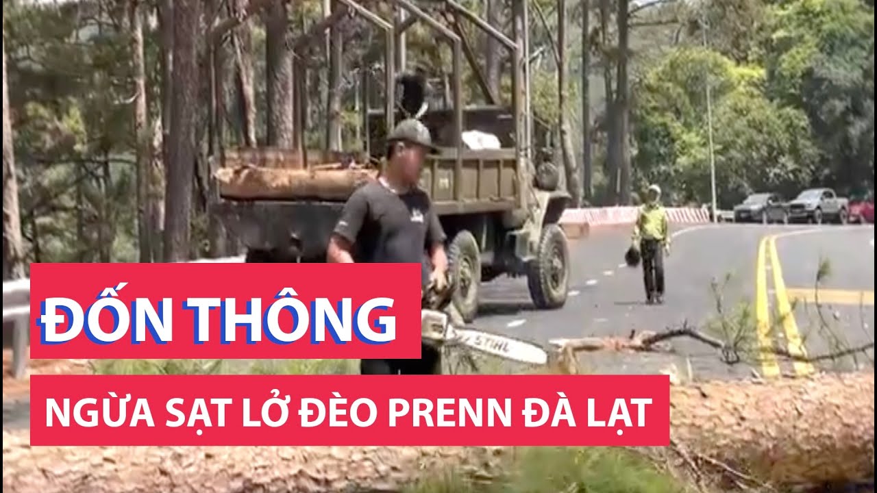 Đốn thông ngừa sạt lở nguy hiểm trên đèo Prenn Đà Lạt