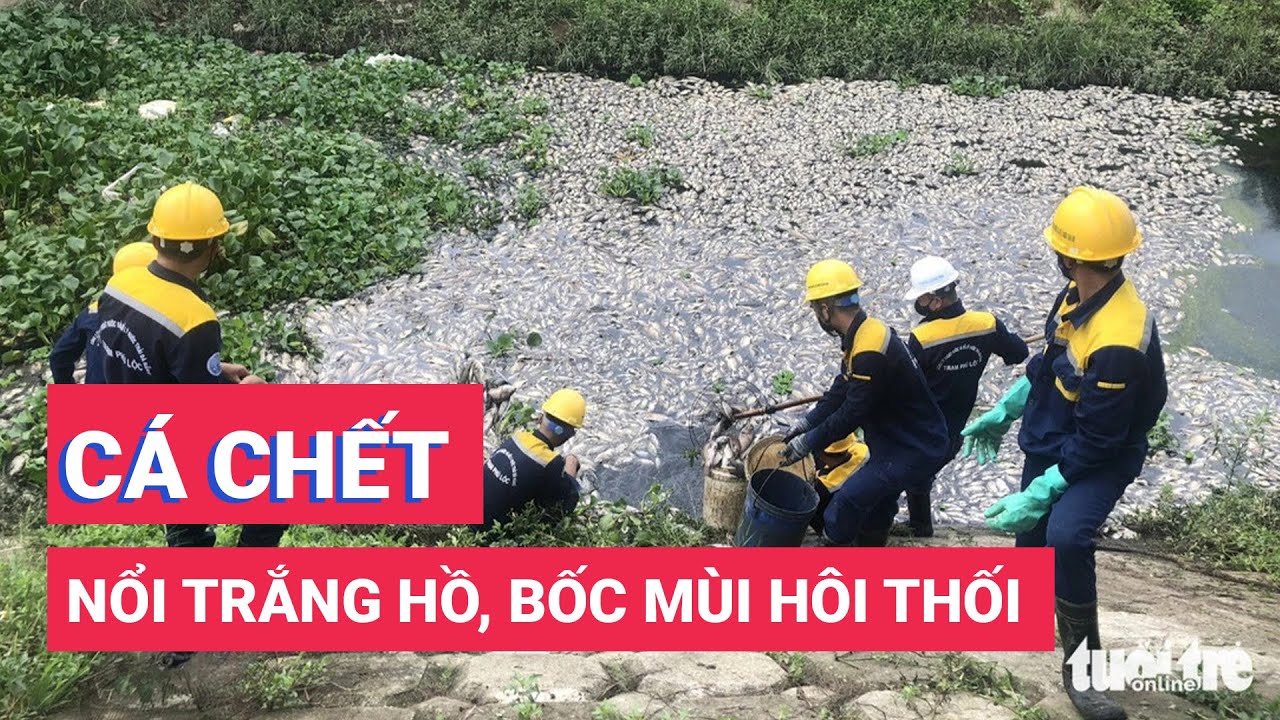 Cá chết nổi trắng hồ, bốc mùi hôi thối cả tuyến đường ở Đà Nẵng