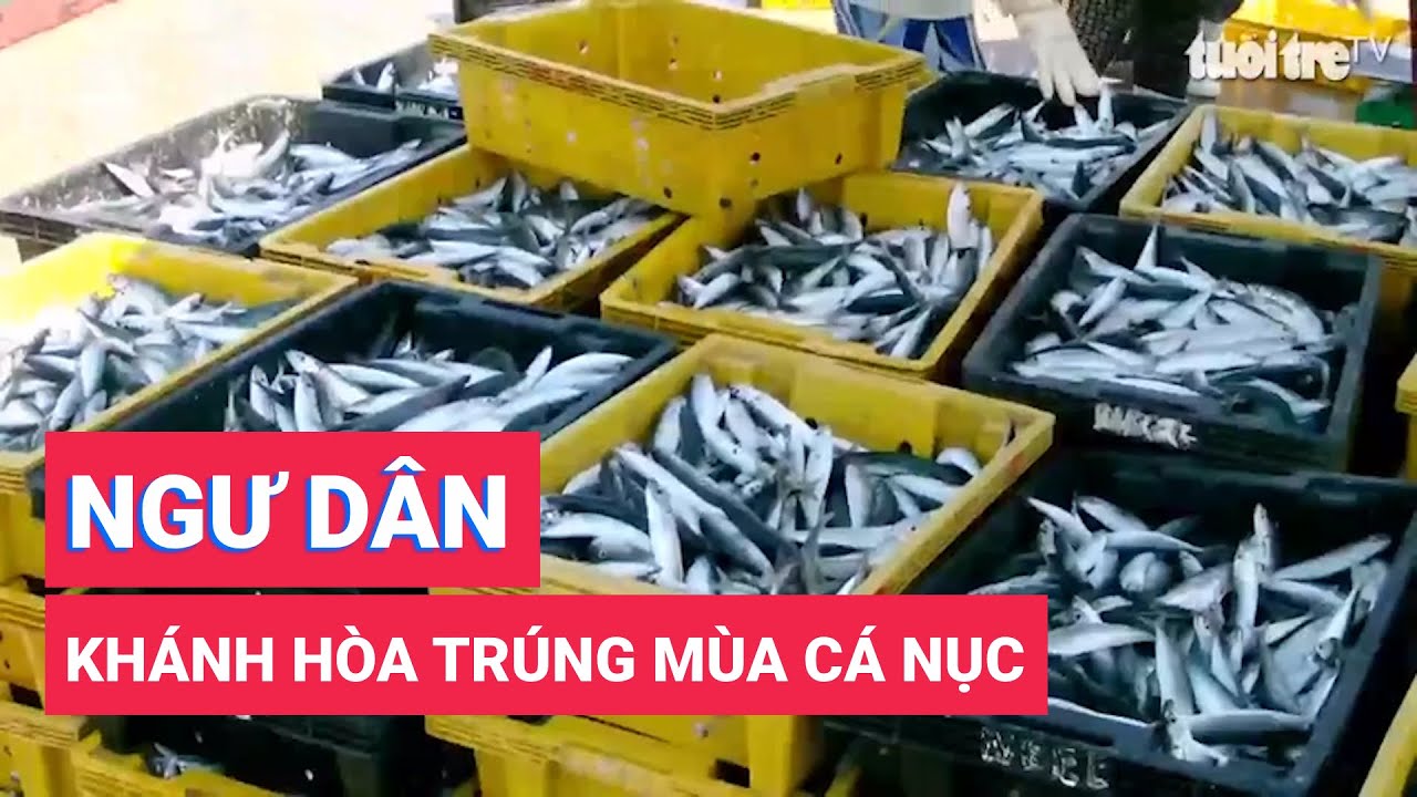 Ngư dân Khánh Hòa trúng mùa cá nục