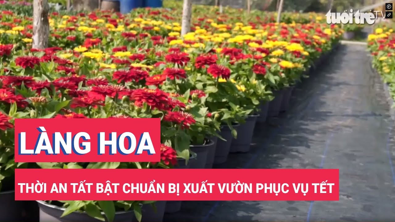 Làng hoa Thời An tất bật chuẩn bị xuất vườn phục vụ Tết 2024