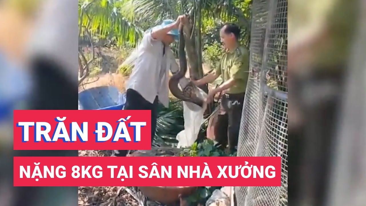 Bắt được trăn đất nặng 8kg tại sân nhà xưởng ở huyện Bình Chánh