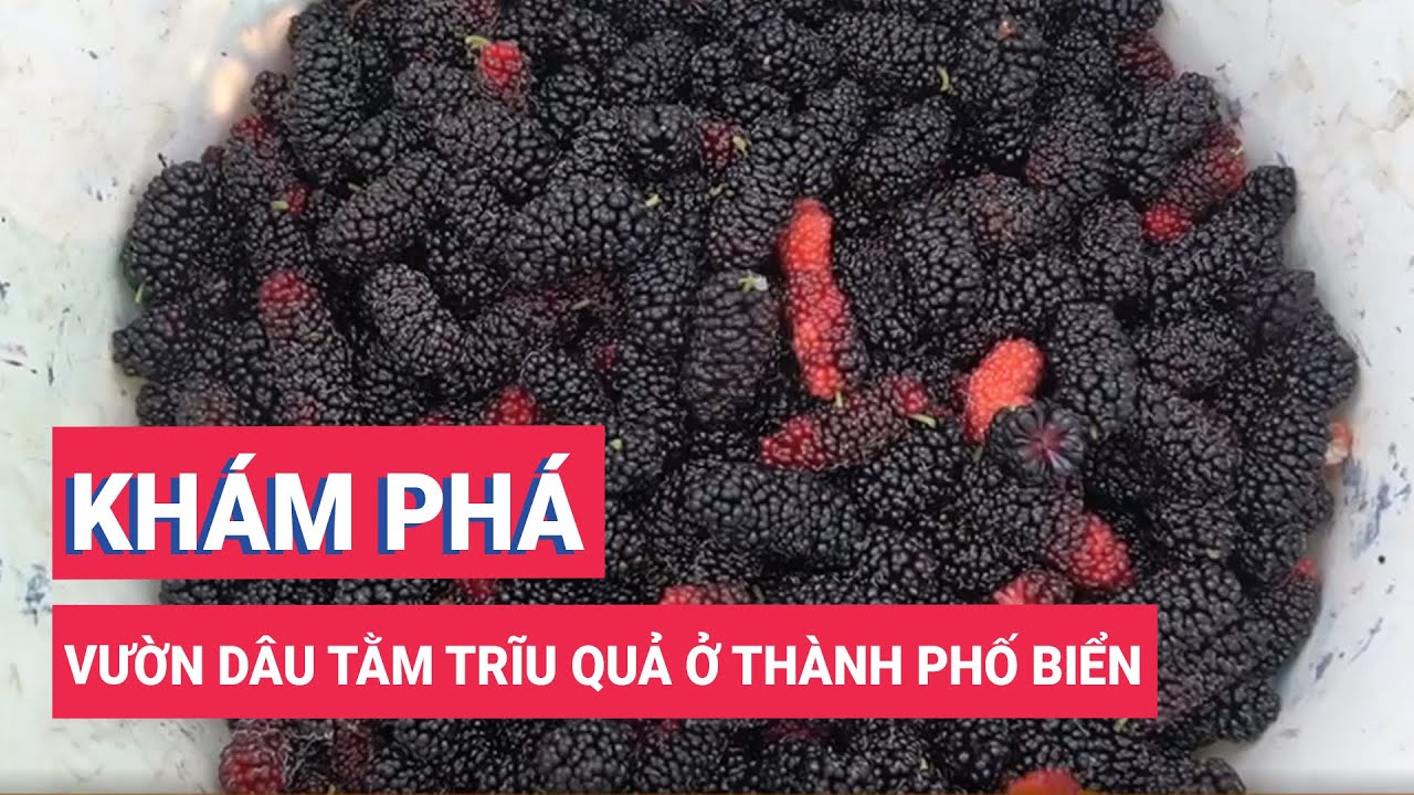 Khám phá vườn dâu tằm trĩu quả ở thành phố biển