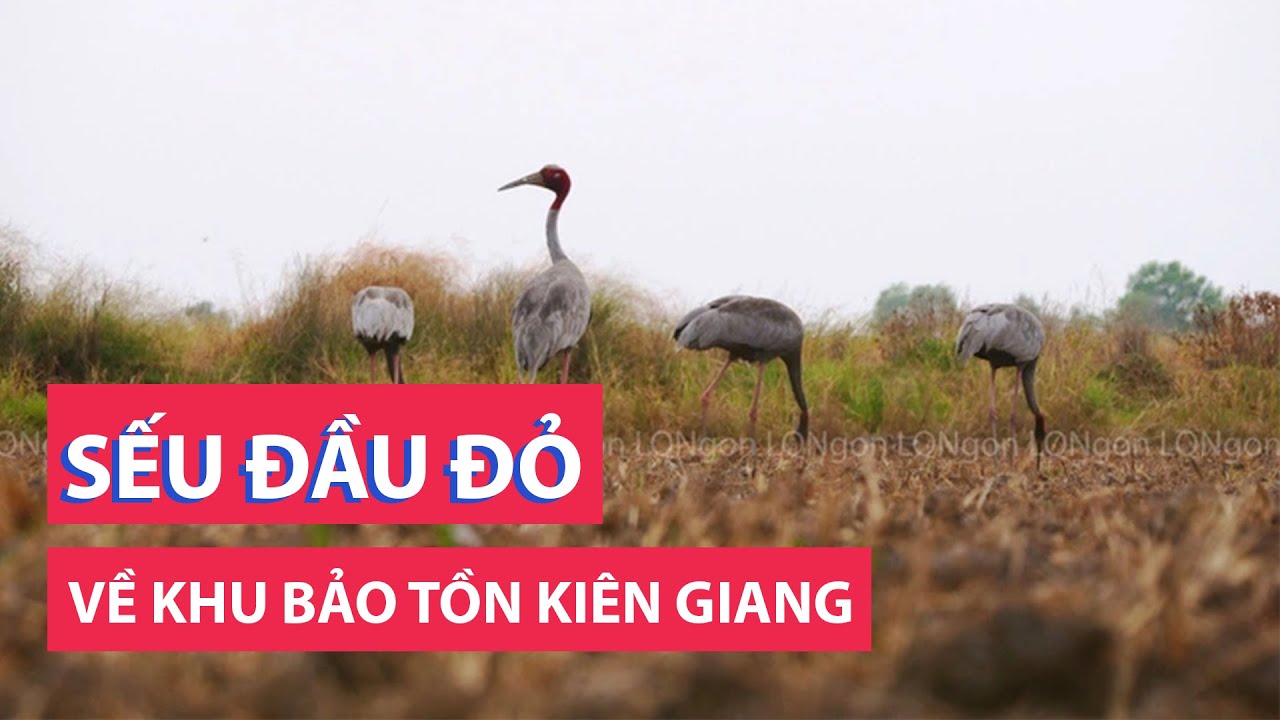 9 con sếu đầu đỏ về Khu bảo tồn Phú Mỹ ở Kiên Giang