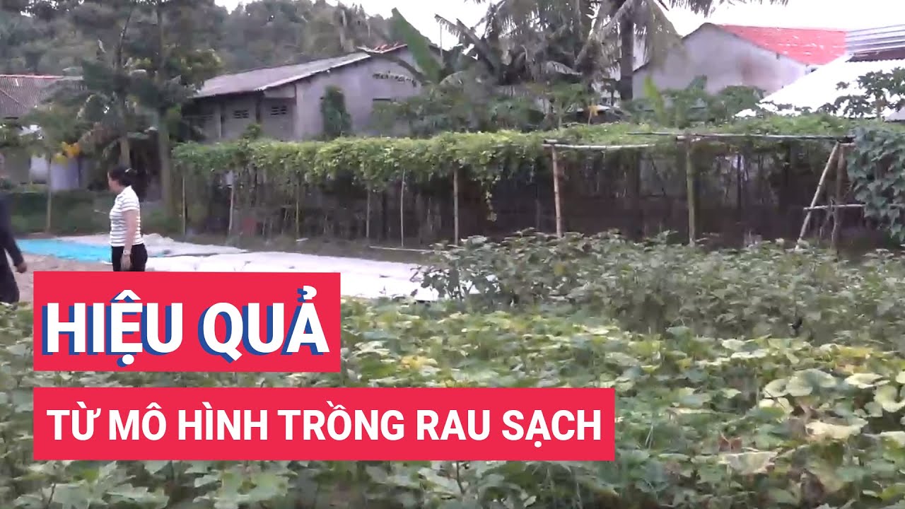 Hiệu quả từ mô hình trồng rau sạch