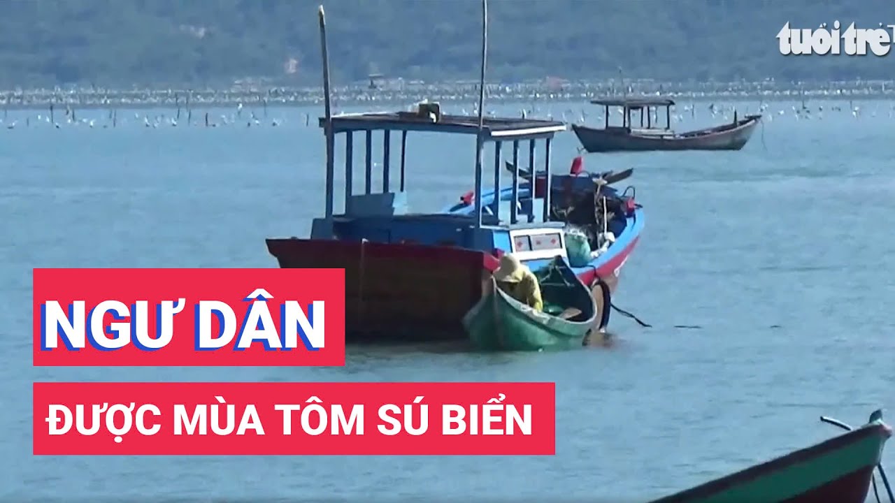 Ngư dân được mùa tôm sú biển