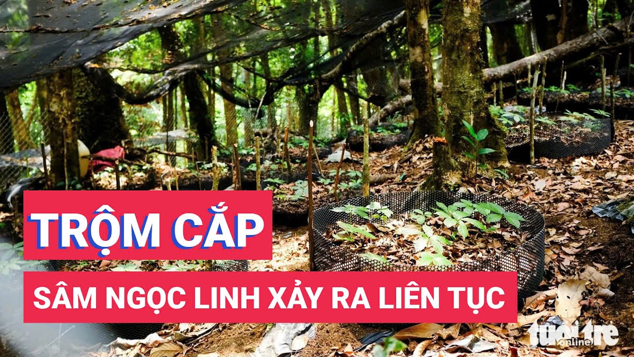 Trộm quy mô lớn liên tục ở Vườn sâm Ngọc Linh, người trồng lo lắng