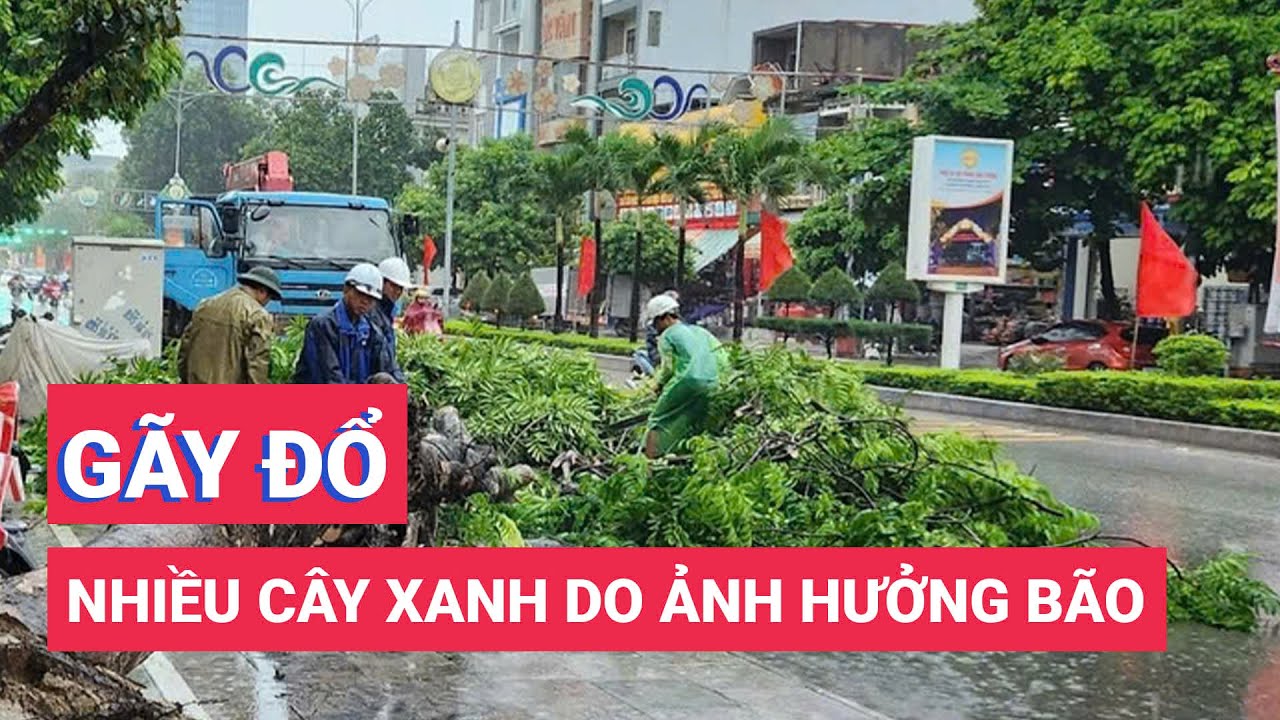 Bão chưa vào đất liền, nhiều cây xanh ở Thanh Hóa đã gãy đổ