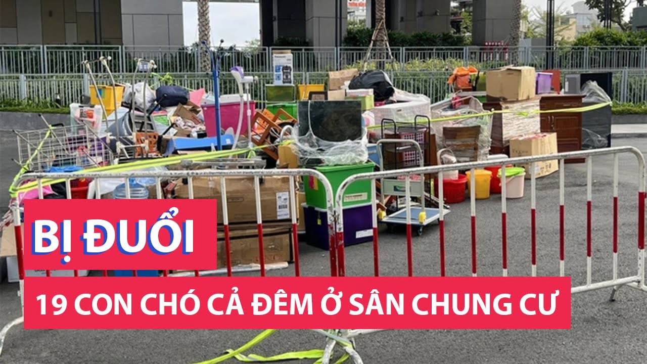 19 con chó để cả đêm ở sân chung cư, chủ nuôi nói do bị đuổi