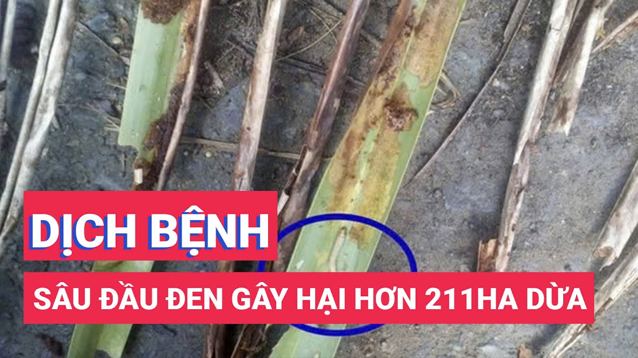 Sâu đầu đen gây hại hơn 211ha dừa tại Tiền Giang