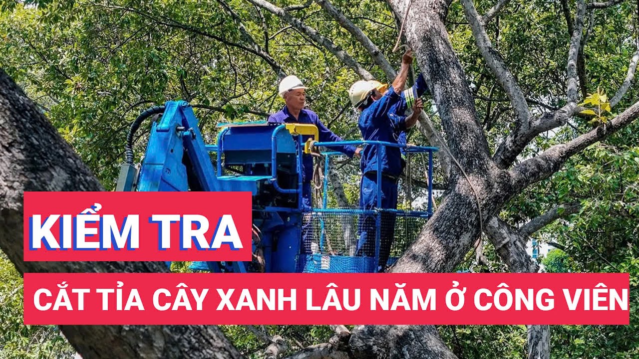 Tổng kiểm tra, cắt tỉa cây xanh lâu năm tại công viên Tao Đàn