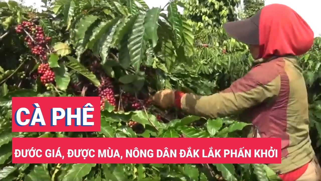 Cà phê được giá, được mùa, nông dân Đắk Lắk phấn khởi