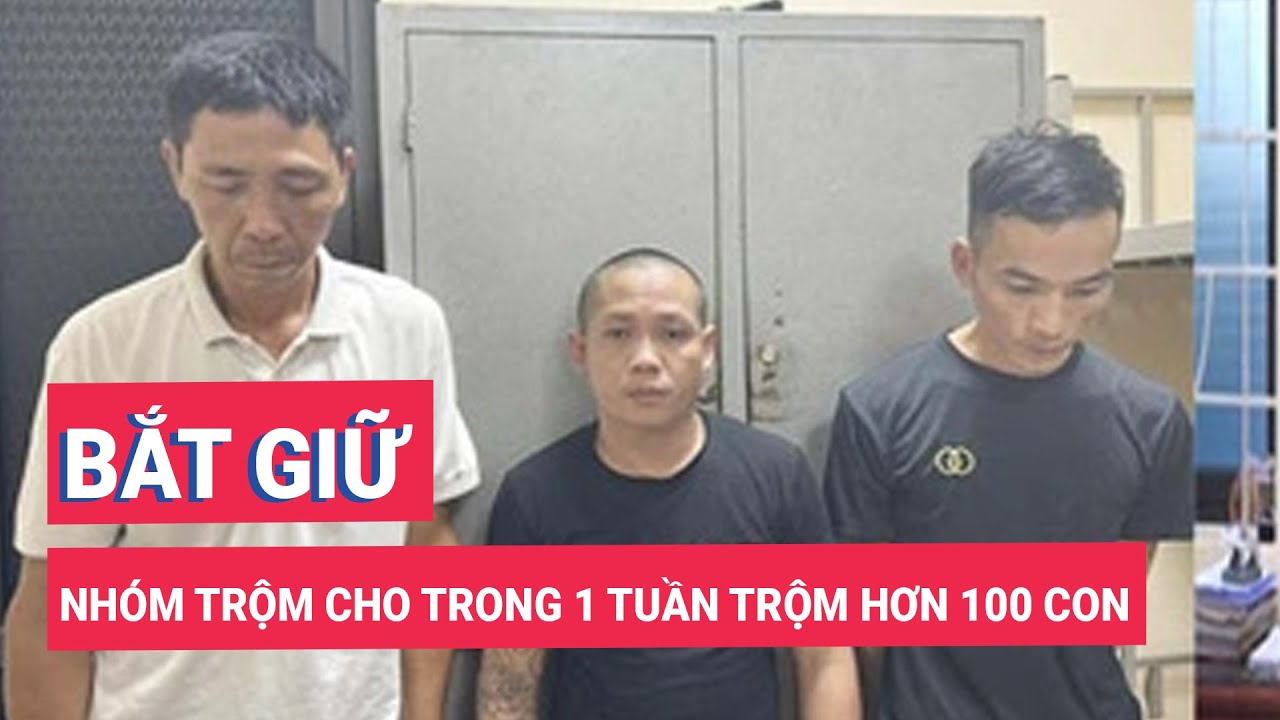 Bắt nhóm trộm chó trong một tuần trộm gần 100 con chó