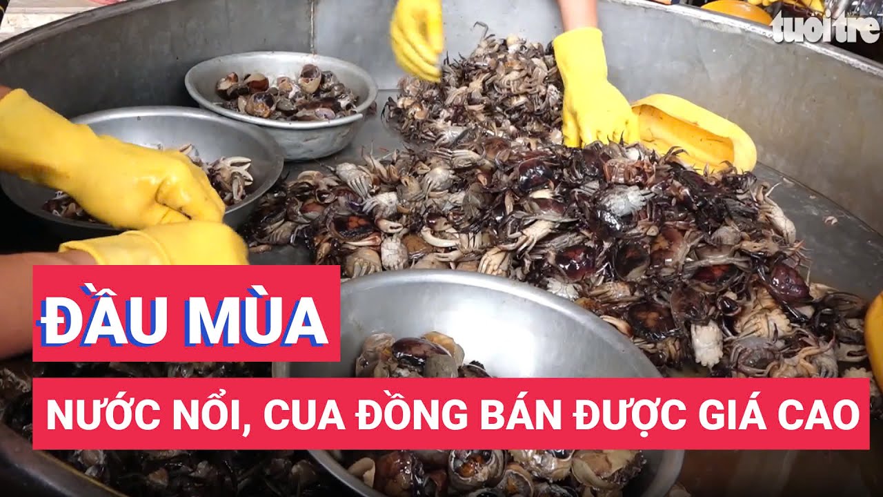 Đầu mùa nước nổi, cua đồng bán được giá cao