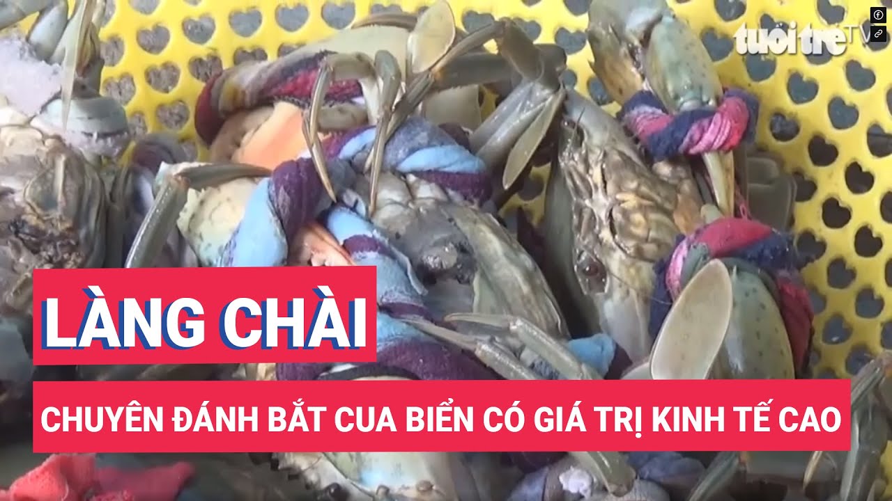 Khánh Hòa: Làng chài chuyên đánh bắt cua biển có giá trị kinh tế cao