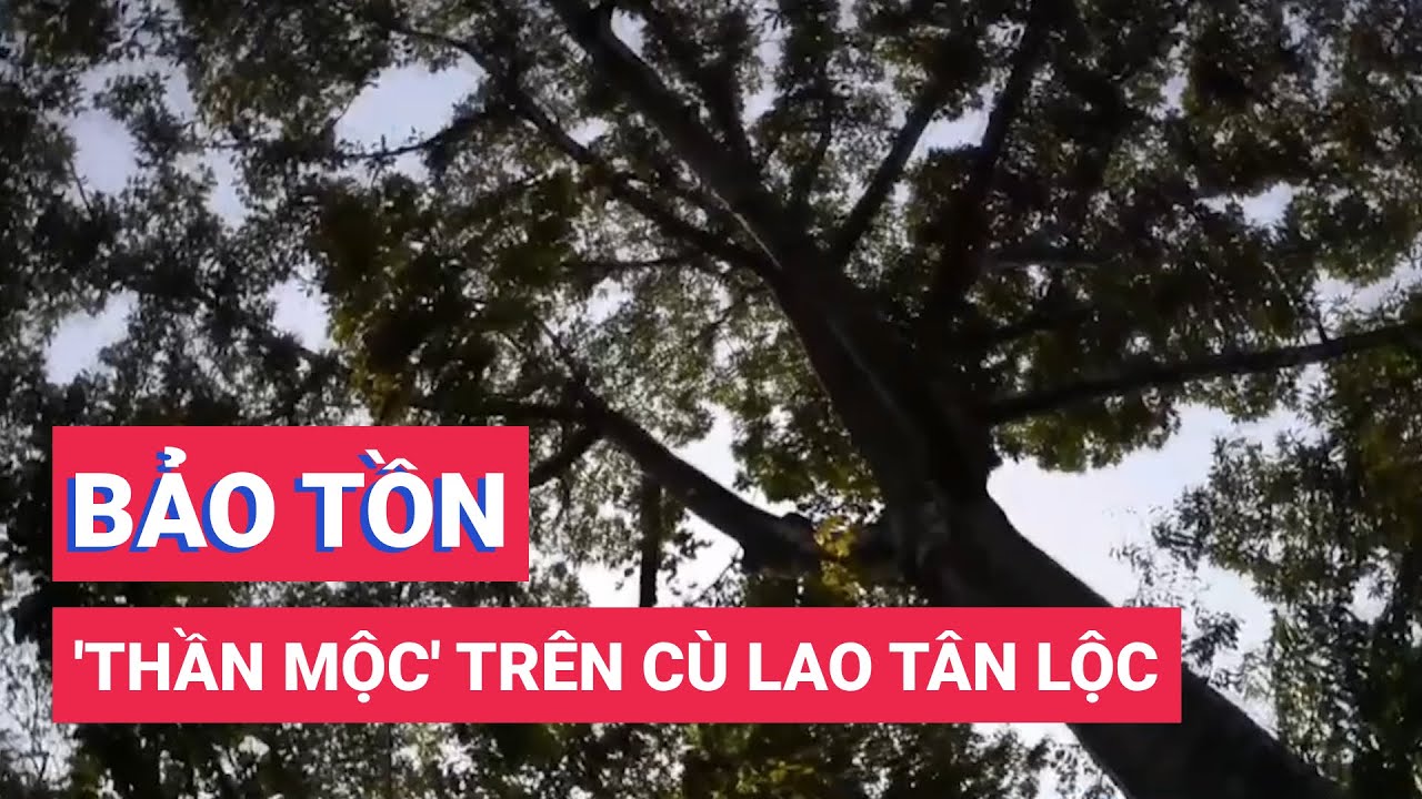 Nghiên cứu và bảo tồn 'thần mộc' trên cù lao Tân lộc