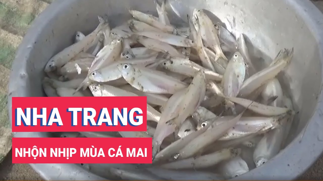 Nha Trang nhộn nhịp mùa cá mai