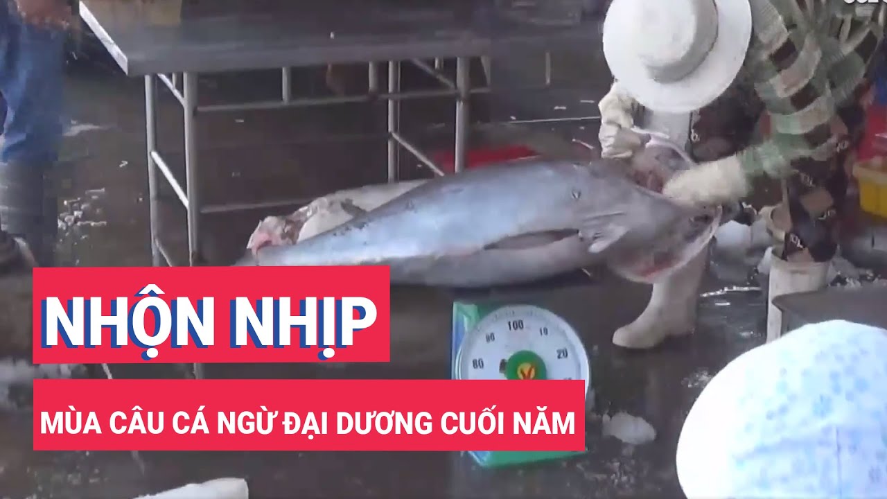 Nhộn nhịp mùa câu cá ngừ đại dương cuối năm