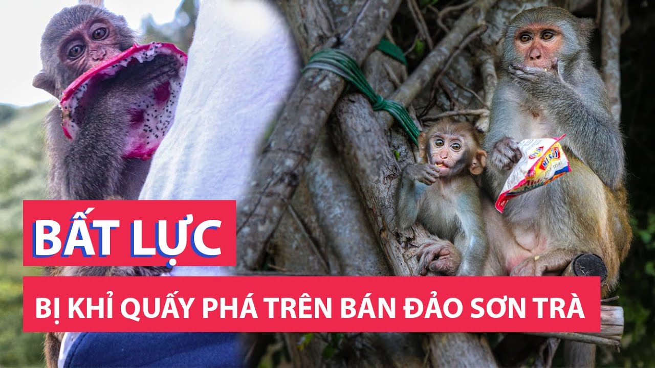 Du khách bất lực vì bị khỉ quấy phá trên bán đảo Sơn Trà