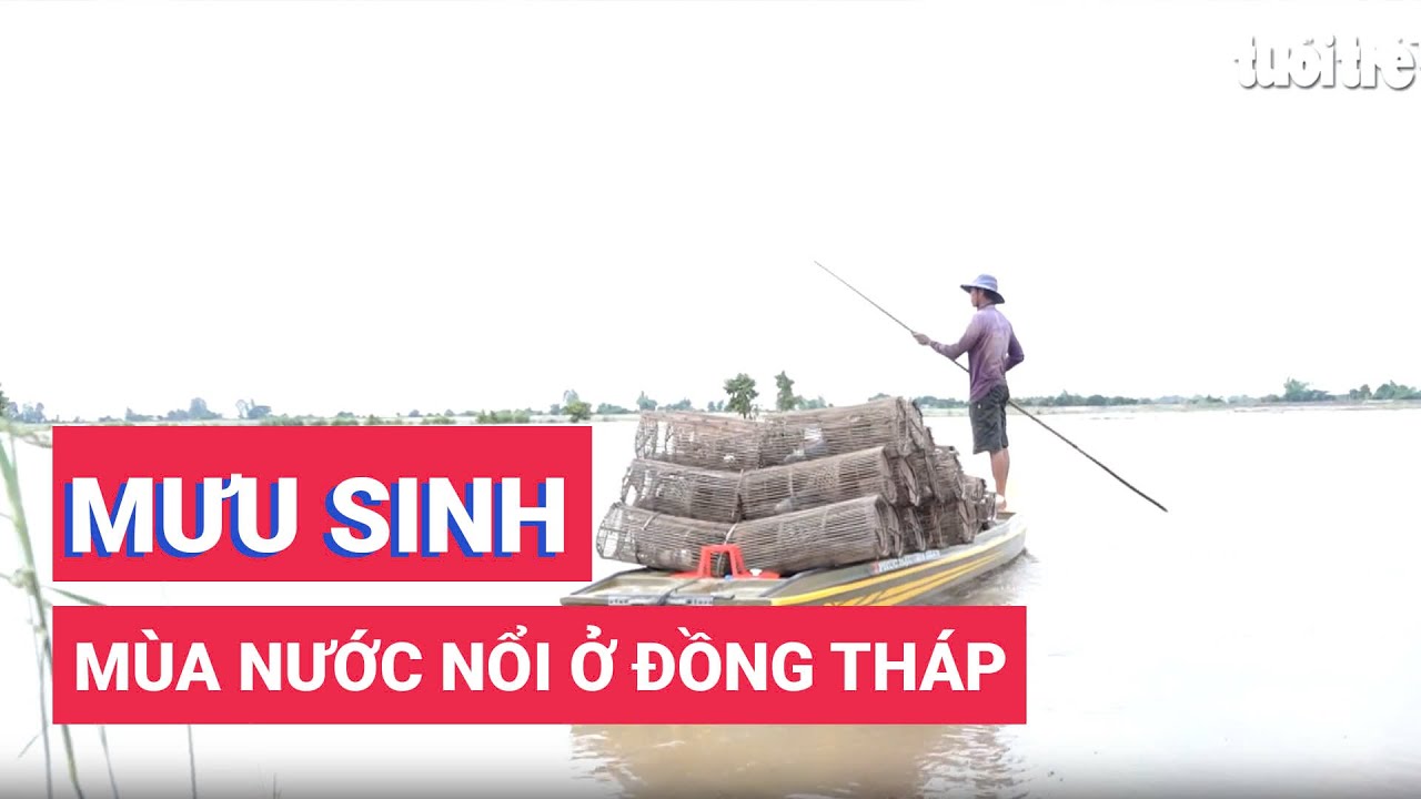 Người dân Đồng Tháp ra đồng mưu sinh mùa nước nổi