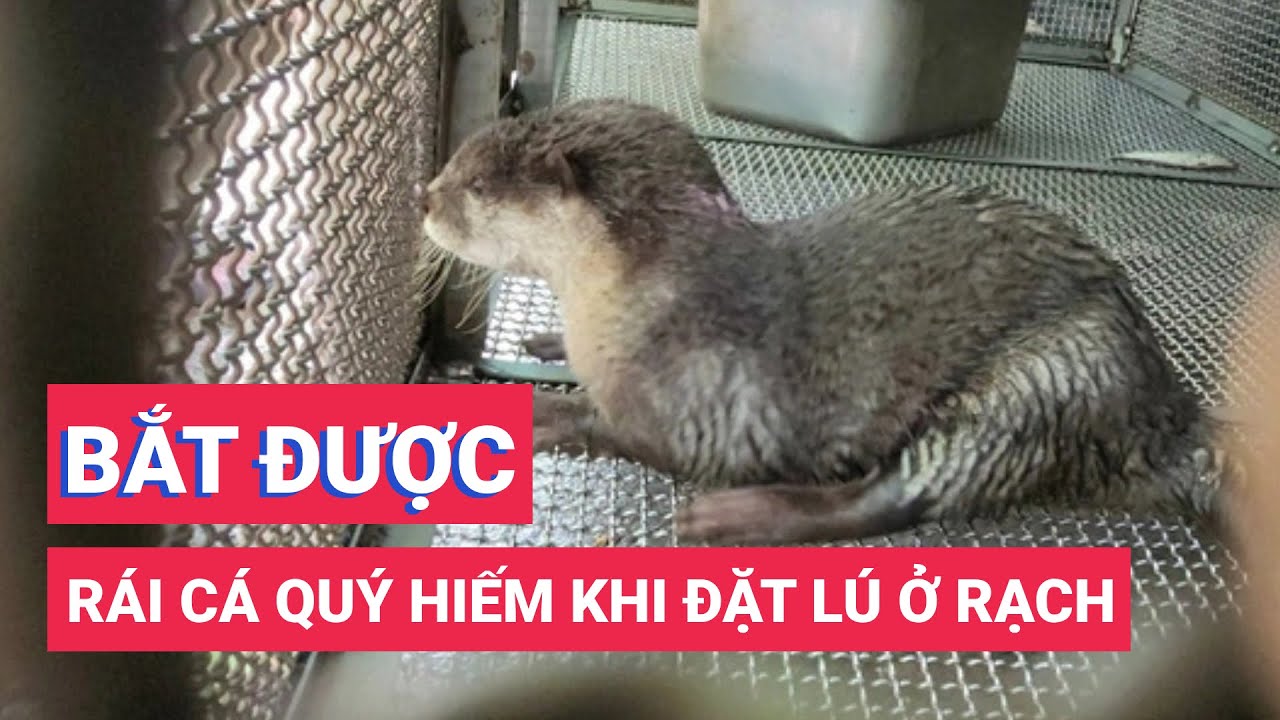 Một người dân bắt được rái cá quý hiếm khi đặt lú ở rạch